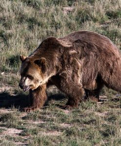 Oko w oko z niedźwiedziami w Tatrach. Spotkała je na popularnym szlaku