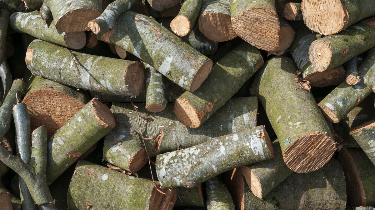 Ile kosztuje drewno opałowe? 