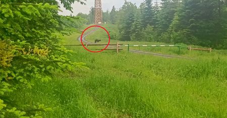 Byli w Bieszczadach pierwszy raz. Niedźwiedź stanął im na drodze
