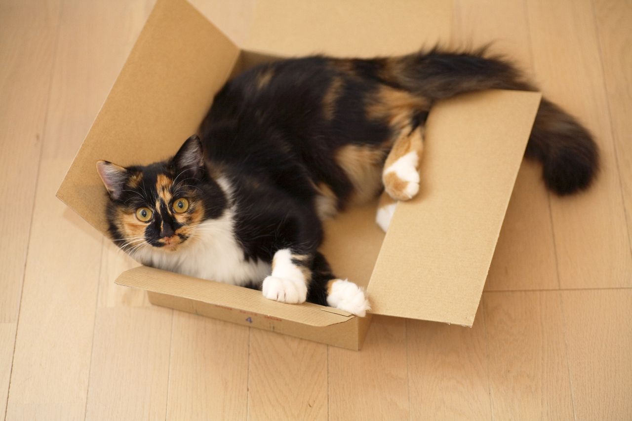 Dlaczego kot wybiera karton zamiast legowiska? Oto powód