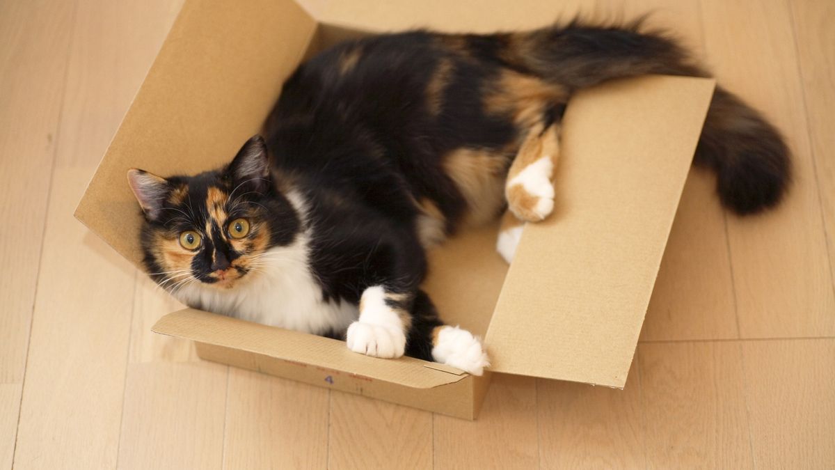 Kot często śpi w kartonie