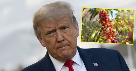 Znaleźli ją w liście do Trumpa. W porę zareagowali. Za wszystkim stała kobieta