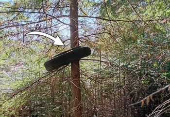 "Urosła" na drzewie. Leśnicy nie mogli się nadziwić. Jest apel