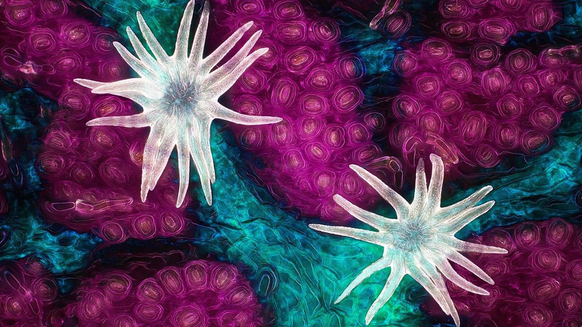 Małe jest piękne. Oto zwycięskie zdjęcia konkursu Nikon Small World 2021 1