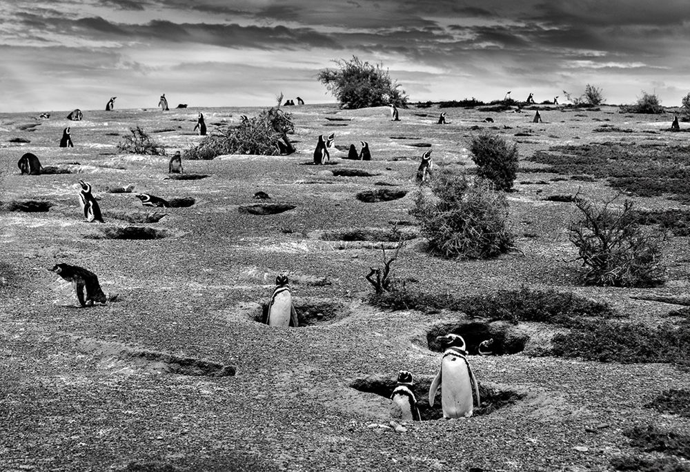 Znamy zdobywcę Poland National Award w ramach Sony World Photography Awards 2016 33