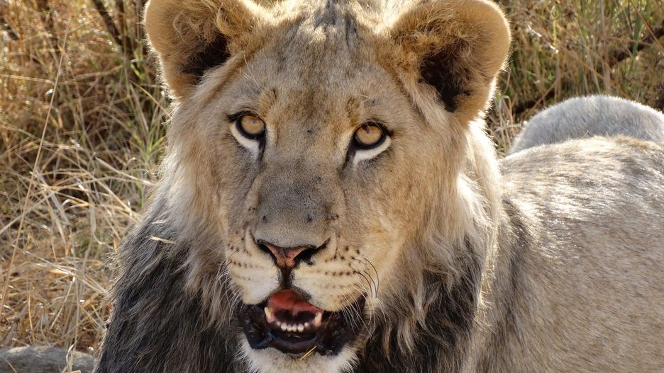 Koronawirus w Hiszpanii. Lwy z Barcelony z COVID-19