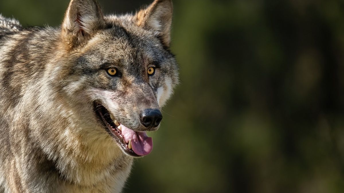 Wilk miał zaatakować człowieka.