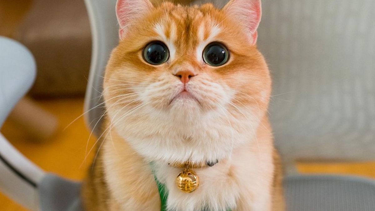 Amerykański kot Pisco stał się gwiazdą Instagrama. 