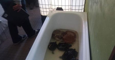 Znęcali się nad zwierzętami w legnickiej palmiarni. Cztery osoby z zarzutami