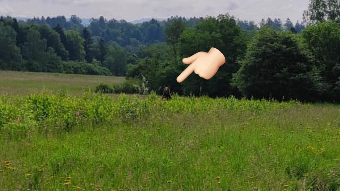 Spotkania z niedźwiedziami należą do ciekawych, ale też niebezpiecznych