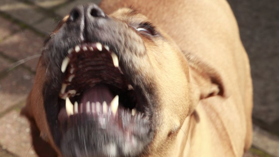 Angry dog
Pitt Bull in a rage .
Beaubizz
Dog, Furious, Anger, Displeased, angry dog, Pitt Bull, American Pit Bull Terrier