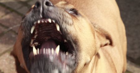 Horror w Teksasie. Rozwścieczony pies nieomal zabił właścicielkę. Zjadł jej kawałek ręki