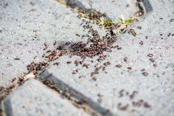 Mrówki w ogrodzie? Pozbędziesz się ich składnikiem z kuchni