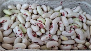 W zaborach groziła za nią chłosta. Nie kupisz w markecie, szukaj tylko u pań na ryneczku