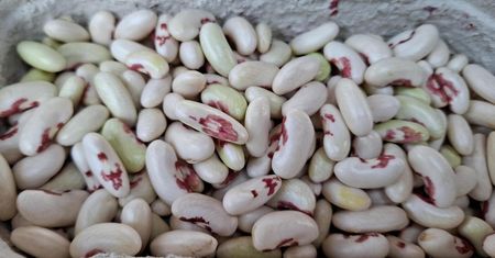 W zaborach groziła za nią chłosta. Nie kupisz w markecie, szukaj tylko u pań na ryneczku