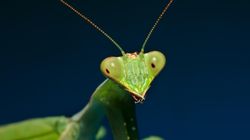 Modliszka - gatunki, czy stanowi zagrożenie