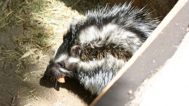 Szczurzy asasyni też używają trucizn 1