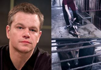 Matt Damon zapewniał, że pomoże psom z Chin... WSZYSTKIE ZGINĘŁY. "Życie straciły setki psów"