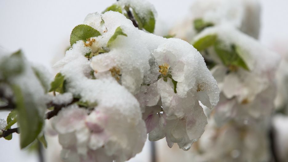 Ogniska, zraszacze i helikopter. W sadach i na plantacjach trwa walka