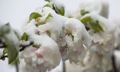 Dramat polskich sadowników i plantatorów. Ratują się nawet helikopterem