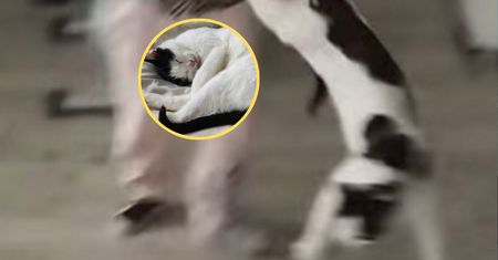 Siedmiolatka znęcała się nad kotem. Matka usłyszała wyrok
