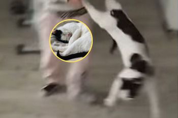 Siedmiolatka znęcała się nad kotem. Matka usłyszała wyrok