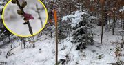 Pierwsze oznaki wiosny? Leśnicy pokazali wymowne zdjęcie z Bieszczadów
