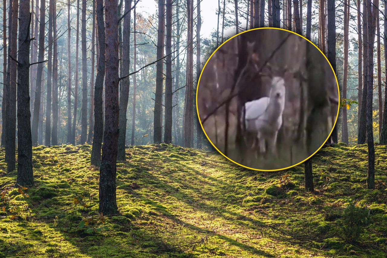 Leśnicy pokazali nagranie. "Bliskie spotkanie zawsze jest niesamowitym przeżyciem"