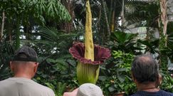 Dziwidło olbrzymie - największy kwiat świata. Sensacja w Ogrodzie Botanicznym UW