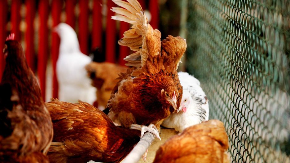 Walka z rzekomym pomorem drobiu to przede wszystkim bioasekuracja.