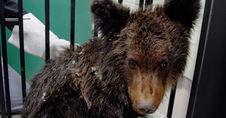 Leśnicy z Bieszczad uratowali małego niedźwiedzia. Jego stan jest poważny