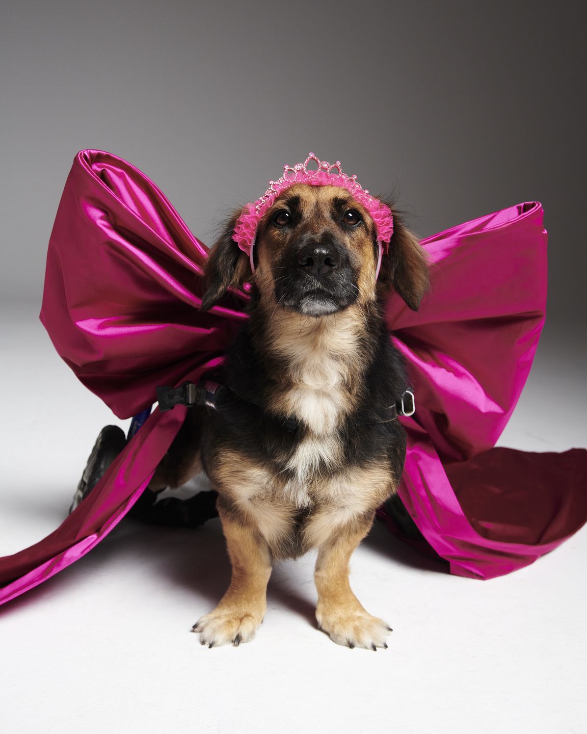 #AdoptujŚwiadomie! Pudelek szuka domu dla niepełnosprawnej Lilki
