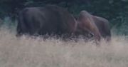 Rzadki widok. Walka żubrów uchwycona na nagraniu