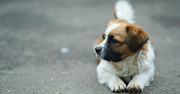 Bella, Max, Rocky czy Charlie. Jakie są najpopularniejsze imiona dla psów? Zobacz listę!