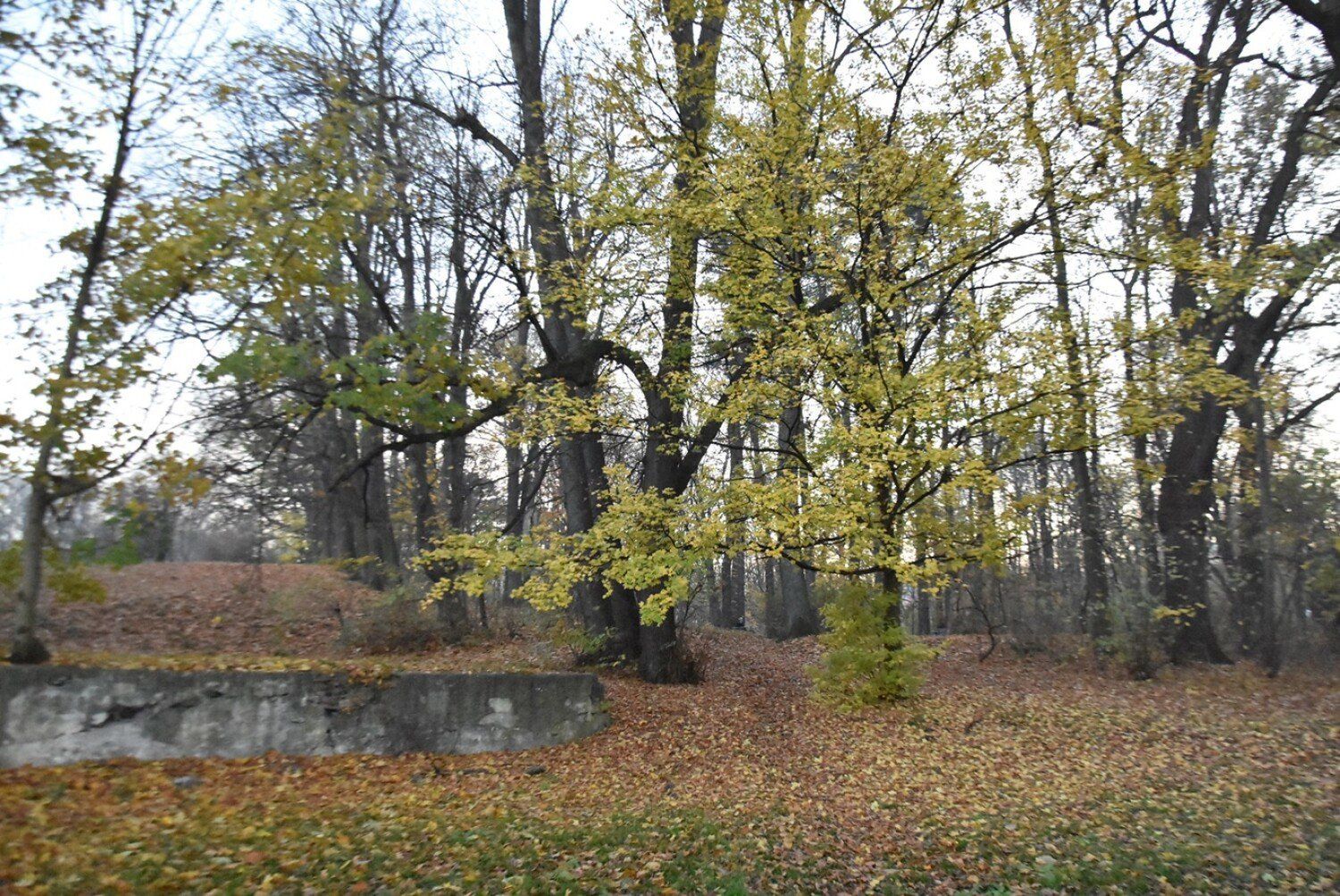 Park w Sobięcinie, najstarszy park w Wałbrzychu w jesiennej odsłonie