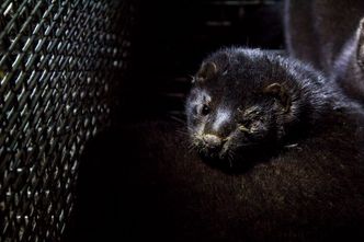 Branża futrzarska kontratakuje. Zamiast zakazu hodowli norek polskie aukcje skór z miliardowymi obrotami