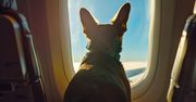 Pies zajął jego miejsce w samolocie. "To absurd"