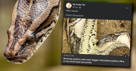 Pyton połknął pytona. To pierwszy udokumentowany przypadek