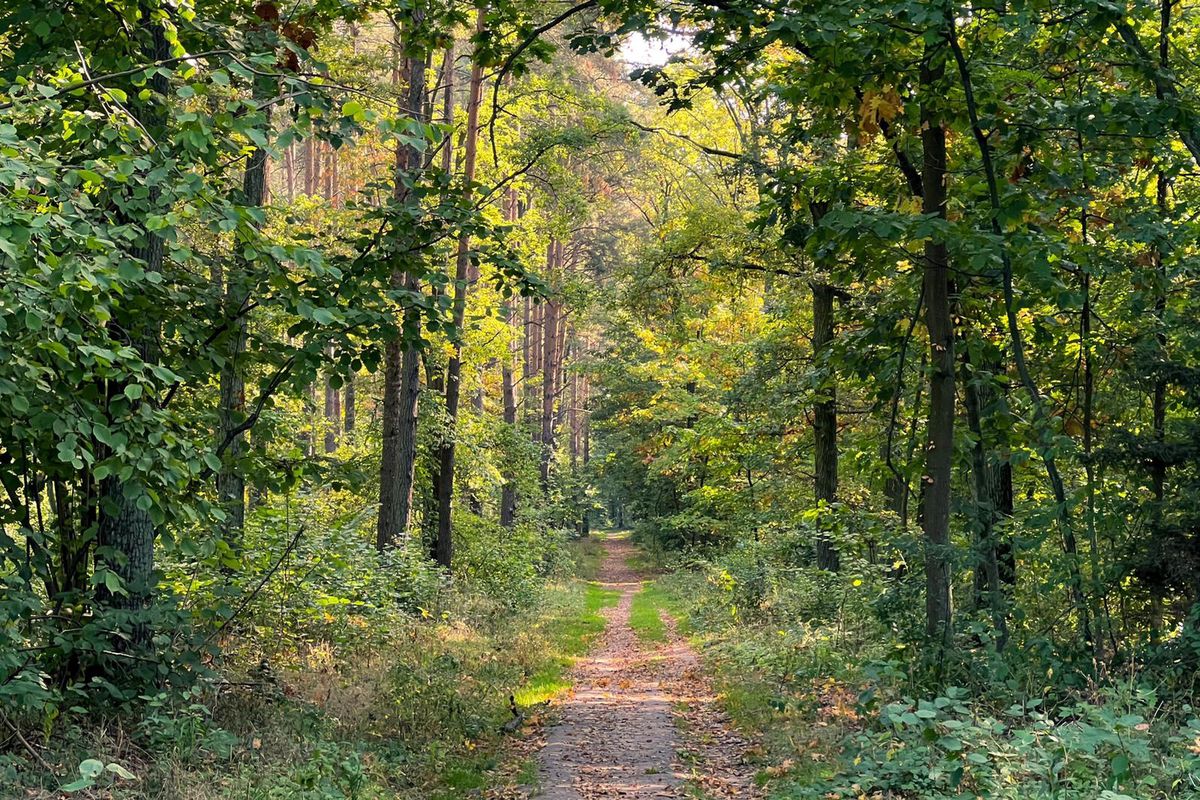 pogoda jesień las natura przyroda