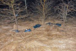 Nietypowe odkrycie na łące. 54-latka wpadła na gorącym uczynku