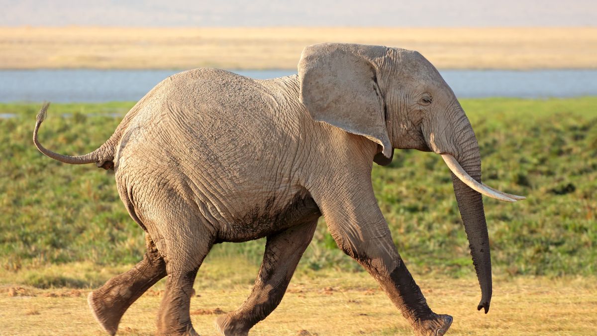 Słoń postanowił się wybrać na zakupy do sklepu spożywczego