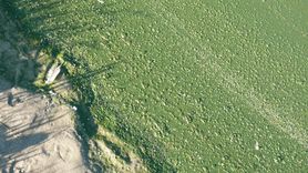 Wypryski, wymioty, biegunka. Czym grozi kontakt z sinicami w Bałtyku?