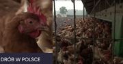 Skażony drób trafił do Polski! "Towar został zablokowany i niedopuszczony do obrotu"