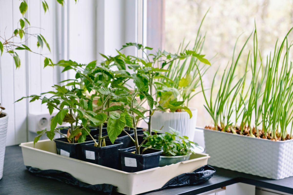 Taming overgrown tomato seedlings. A touch of affection could be the key