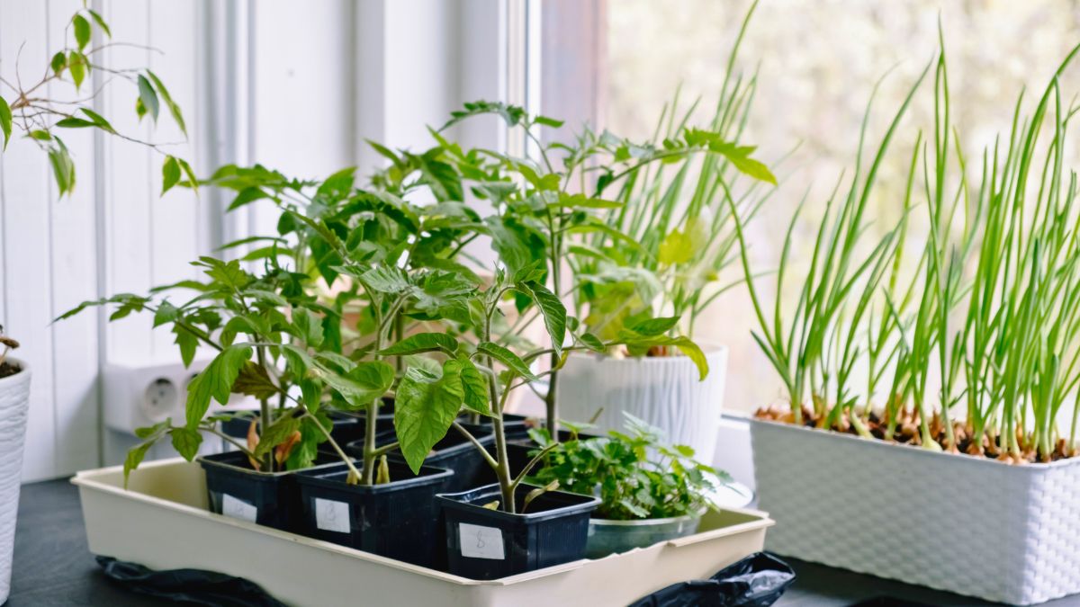 Wybujałe sadzonki pomidorów pielęgnuję w prosty sposób 