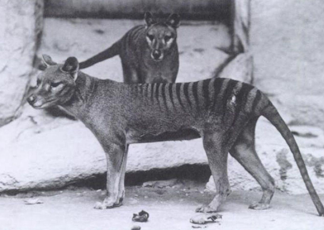 The Tasmanian wolf, also known as the Tasmanian tiger.