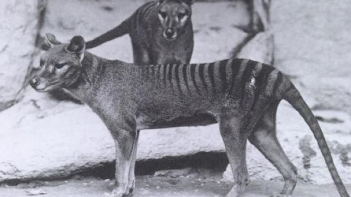 Wilkowór tasmański znany także jako tygrys tasmański.