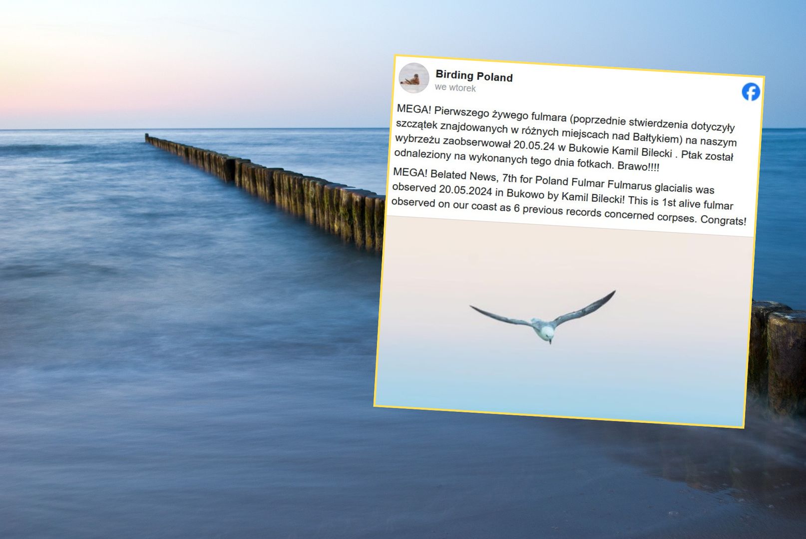 Ptak widmo został sfotografowany nad Morzem Bałtyckim 