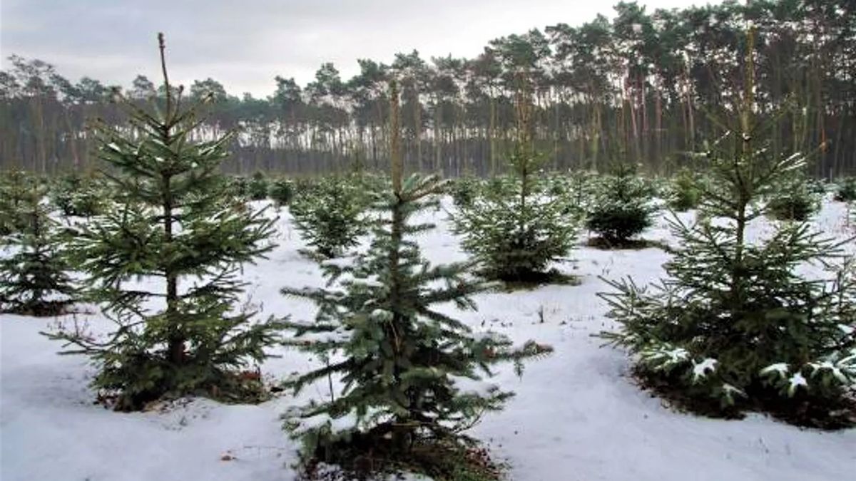 Sprzedaż choinek w większości nadleśnictw już trwa