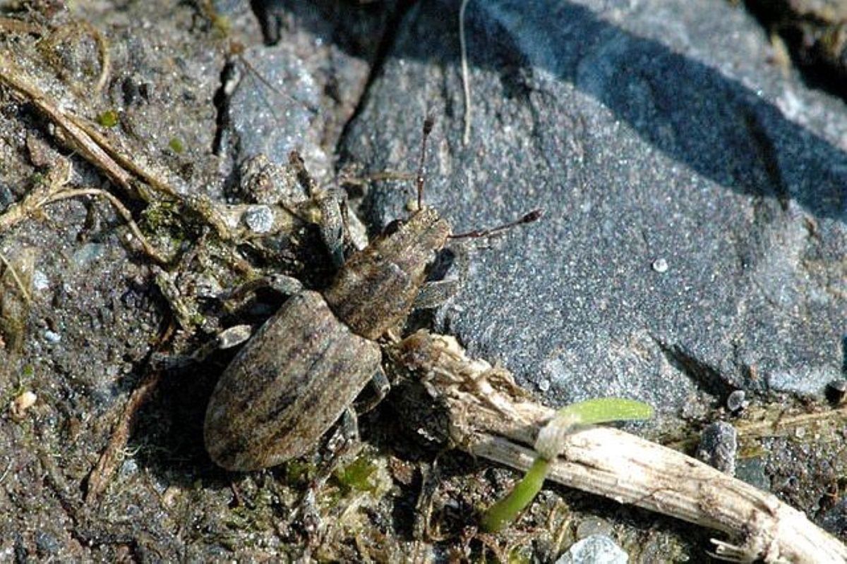 Plaga chrząszczy nad Bałtykiem. Obsiadają turystów i nie chcą zejść